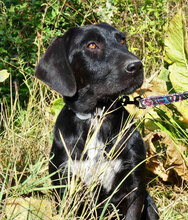 DINA, Hund, Mischlingshund in Bulgarien - Bild 6