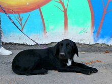 DINA, Hund, Mischlingshund in Bulgarien - Bild 7