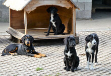 DINA, Hund, Mischlingshund in Bulgarien - Bild 8