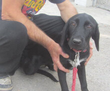 DINA, Hund, Mischlingshund in Bulgarien - Bild 9