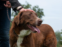 EROSS, Hund, Mischlingshund in Bulgarien - Bild 2