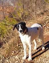 MANU, Hund, Mischlingshund in Bulgarien - Bild 3