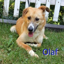 OLAF, Hund, Mischlingshund in Bosnien und Herzegowina - Bild 1