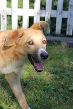 OLAF, Hund, Mischlingshund in Bosnien und Herzegowina - Bild 10