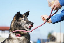 DZAHRO, Hund, Siberian Husky-Mix in Bulgarien - Bild 6