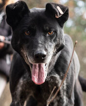 DIV, Hund, Mischlingshund in Bulgarien - Bild 1