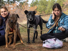 DIV, Hund, Mischlingshund in Bulgarien - Bild 3
