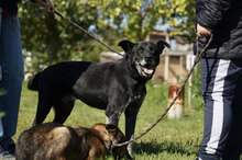 DIV, Hund, Mischlingshund in Bulgarien - Bild 5