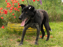 DIV, Hund, Mischlingshund in Bulgarien - Bild 6