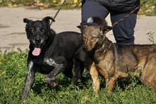 DIV, Hund, Mischlingshund in Bulgarien - Bild 7