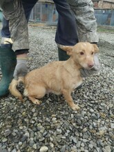 DANISA, Hund, Mischlingshund in Rumänien - Bild 1
