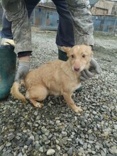 DANISA, Hund, Mischlingshund in Rumänien - Bild 3