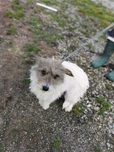 PARAYA, Hund, West Highland White Terrier-Mix in Rumänien - Bild 1