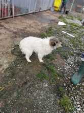 PARAYA, Hund, West Highland White Terrier-Mix in Rumänien - Bild 4