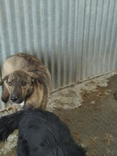 DAINTY, Hund, Labrador-Mix in Rumänien - Bild 2