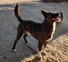 CASH, Hund, Mischlingshund in Ungarn - Bild 5