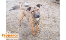 BELLA10, Hund, Mischlingshund in Ungarn - Bild 1
