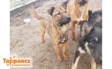BELLA10, Hund, Mischlingshund in Ungarn - Bild 2