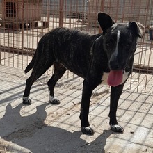 SZOFI, Hund, Mischlingshund in Ungarn - Bild 1