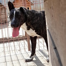 SZOFI, Hund, Mischlingshund in Ungarn - Bild 4