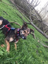 BLOSSOM, Hund, Mischlingshund in Rumänien - Bild 2