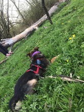 BLOSSOM, Hund, Mischlingshund in Rumänien - Bild 3