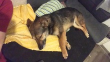 BLOSSOM, Hund, Mischlingshund in Rumänien - Bild 7
