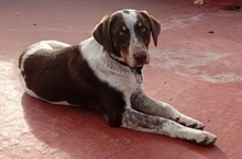MILO, Hund, Bretonischer Spaniel-Mix in Spanien - Bild 4