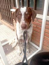 MILO, Hund, Bretonischer Spaniel-Mix in Spanien - Bild 6