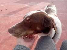 MILO, Hund, Bretonischer Spaniel-Mix in Spanien - Bild 7