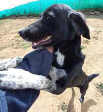BEN, Hund, Mischlingshund in Spanien - Bild 1