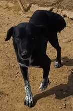 BEN, Hund, Mischlingshund in Spanien - Bild 4