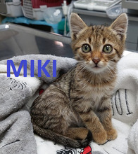 MIKI, Katze, Europäisch Kurzhaar in Bulgarien - Bild 1