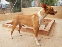 FENIX, Hund, Podenco in Spanien - Bild 10