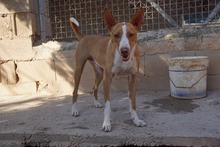 FENIX, Hund, Podenco in Spanien - Bild 12