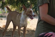 FENIX, Hund, Podenco in Spanien - Bild 14