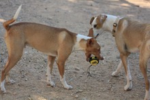 FENIX, Hund, Podenco in Spanien - Bild 15