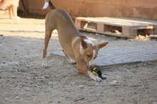 FENIX, Hund, Podenco in Spanien - Bild 16