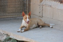 FENIX, Hund, Podenco in Spanien - Bild 18