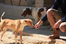 FENIX, Hund, Podenco in Spanien - Bild 20