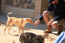 FENIX, Hund, Podenco in Spanien - Bild 21