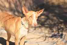 FENIX, Hund, Podenco in Spanien - Bild 27