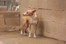 FENIX, Hund, Podenco in Spanien - Bild 3