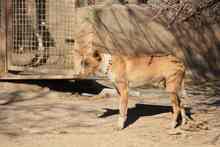 FENIX, Hund, Podenco in Spanien - Bild 30