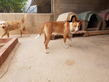 FENIX, Hund, Podenco in Spanien - Bild 7