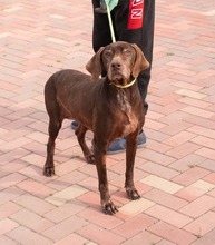 HARA, Hund, Deutsch Drahthaar in Rumänien - Bild 13