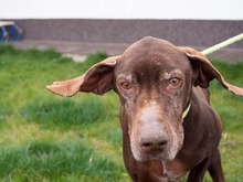 HARA, Hund, Deutsch Drahthaar in Rumänien - Bild 14
