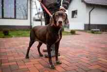 HARA, Hund, Deutsch Drahthaar in Rumänien - Bild 15