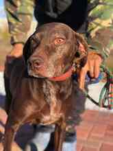 HARA, Hund, Deutsch Drahthaar in Rumänien - Bild 19