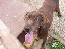 HARA, Hund, Deutsch Drahthaar in Rumänien - Bild 5